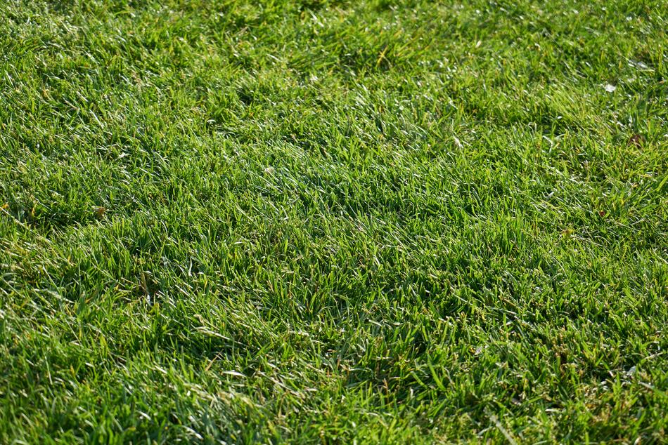 green grass as background
