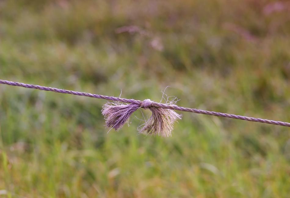 Wire Knot violet