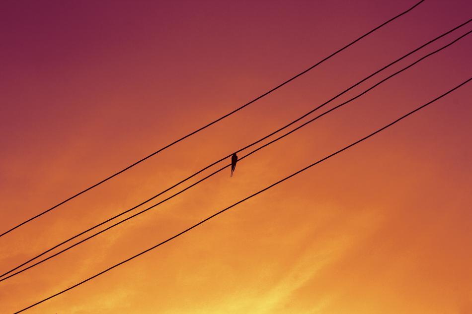 Bird on Cabels Electricity