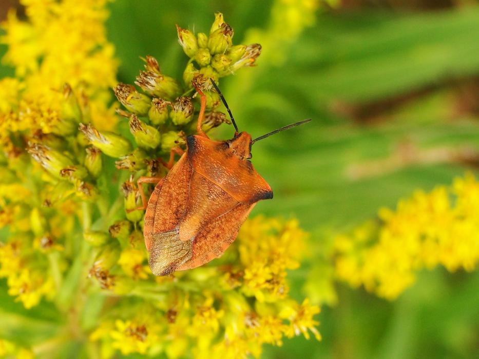 Fruit Insect