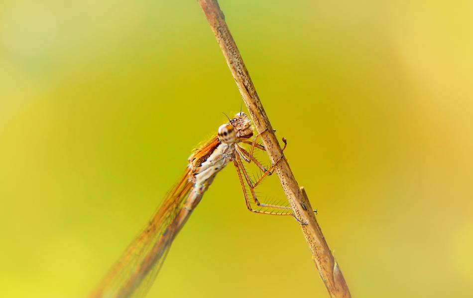 macro view of Zimowka Rudawa Dragonflies