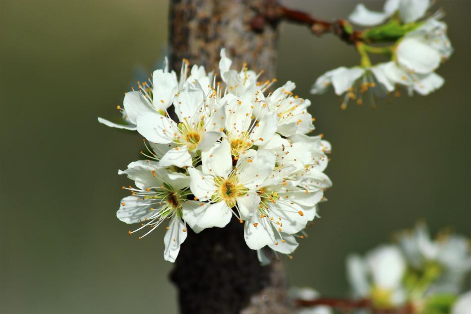 Nature Plant Current