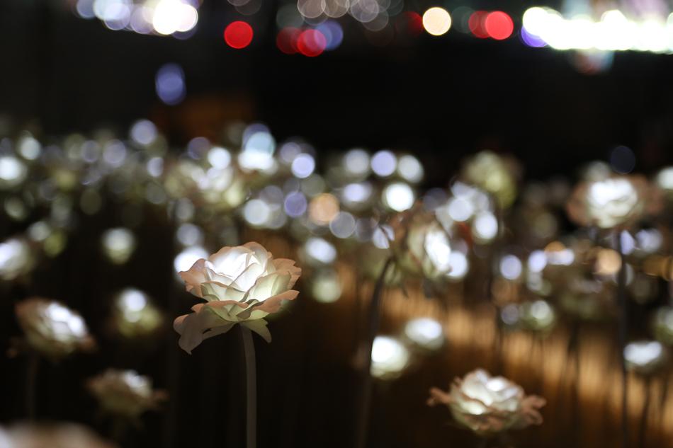Beautiful and colorful rose at background with colorful lights