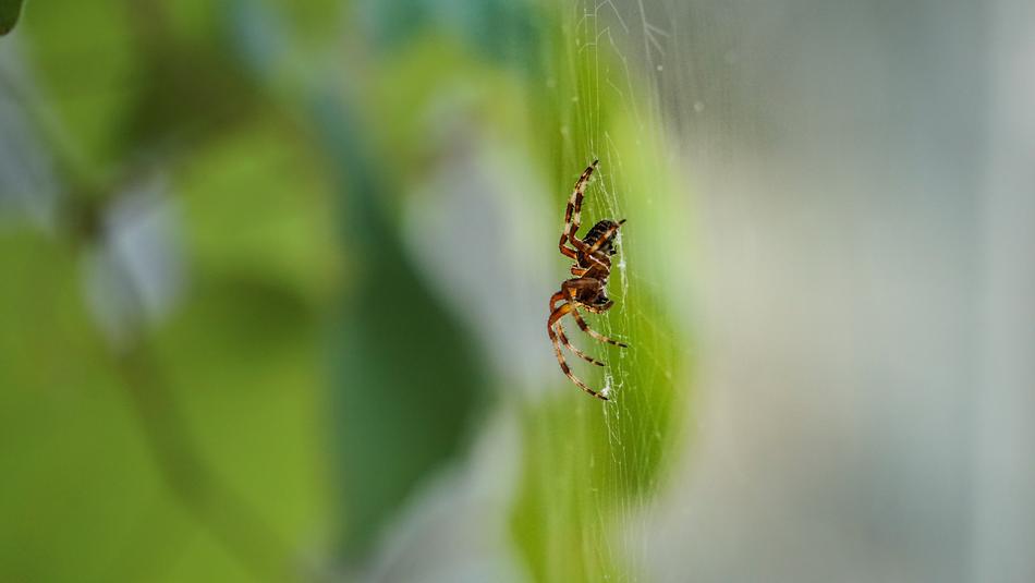 Leaves and spider