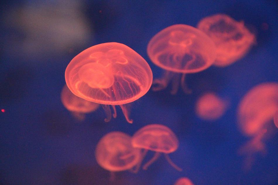 Jellyfish Red Sea free image download