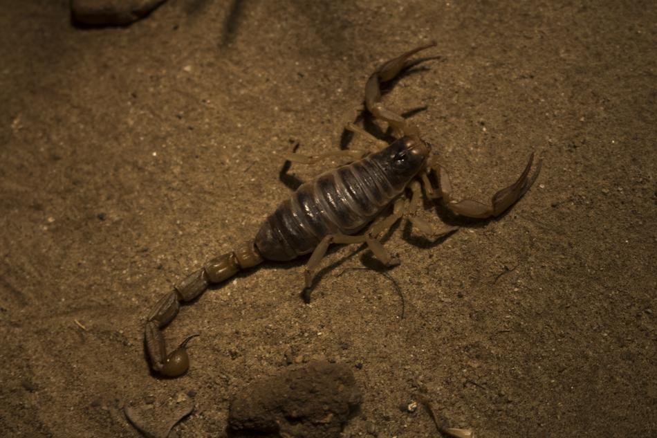 Insects Desert