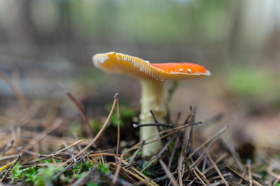 Toadstool Mushroom orange