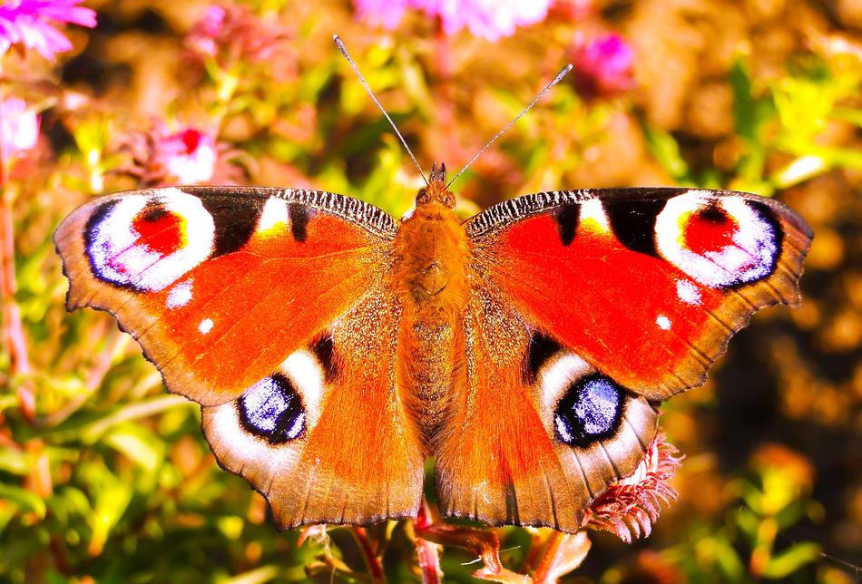 Butterfly Day Animals