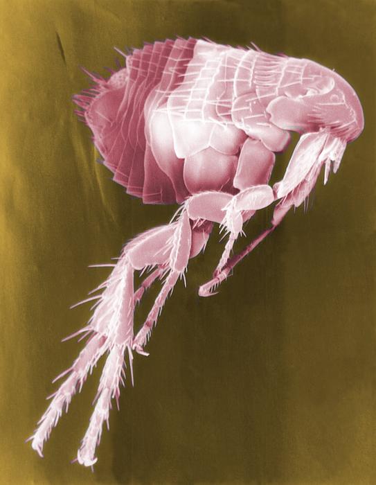 pink flea under the microscope