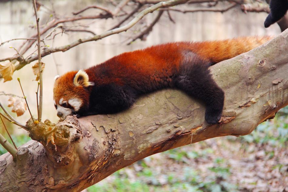 Loveable Red Panda