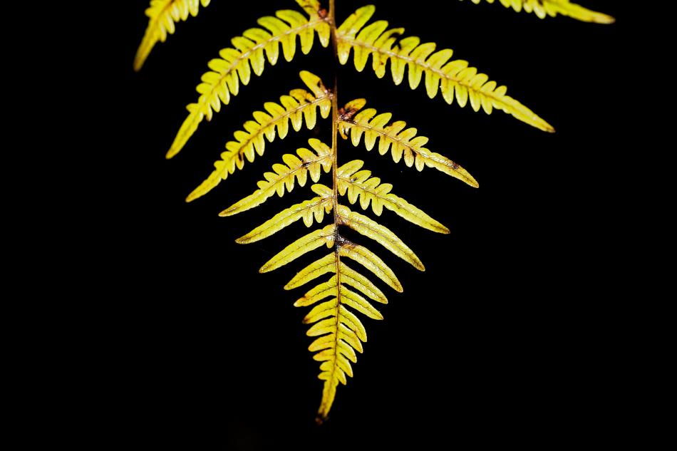 Close-up of the beautiful, yellow leaves, at black background, in light