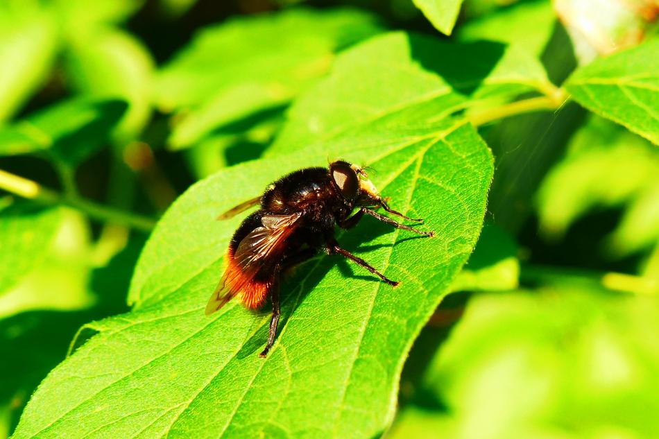 small Invertebrates Insect