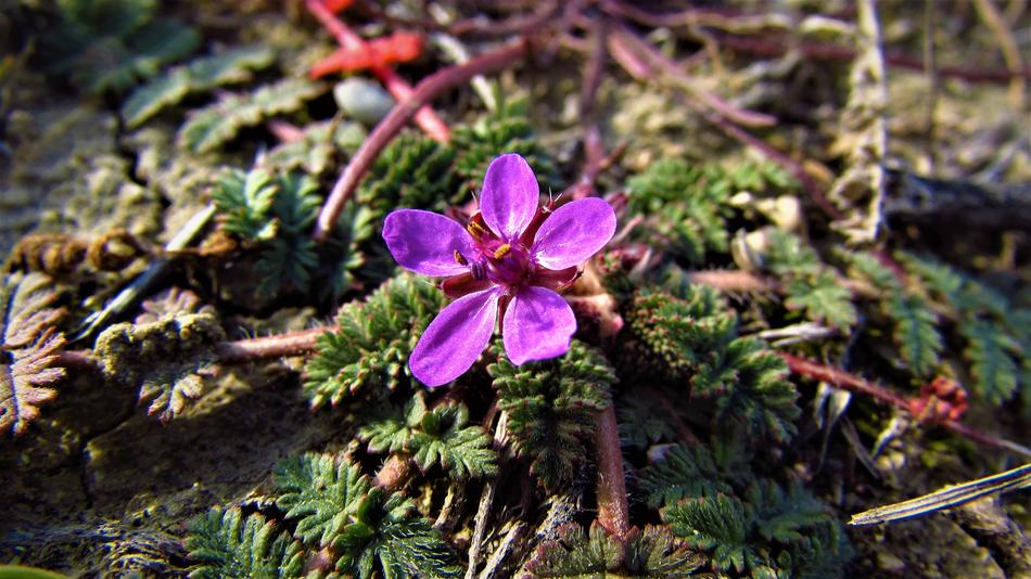 purple flower in the forest close up