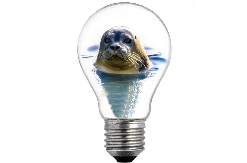 bulb light and sealion icon