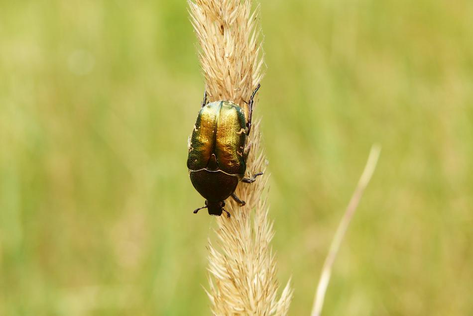 big Kruszczyca ZÅotawka Beetles