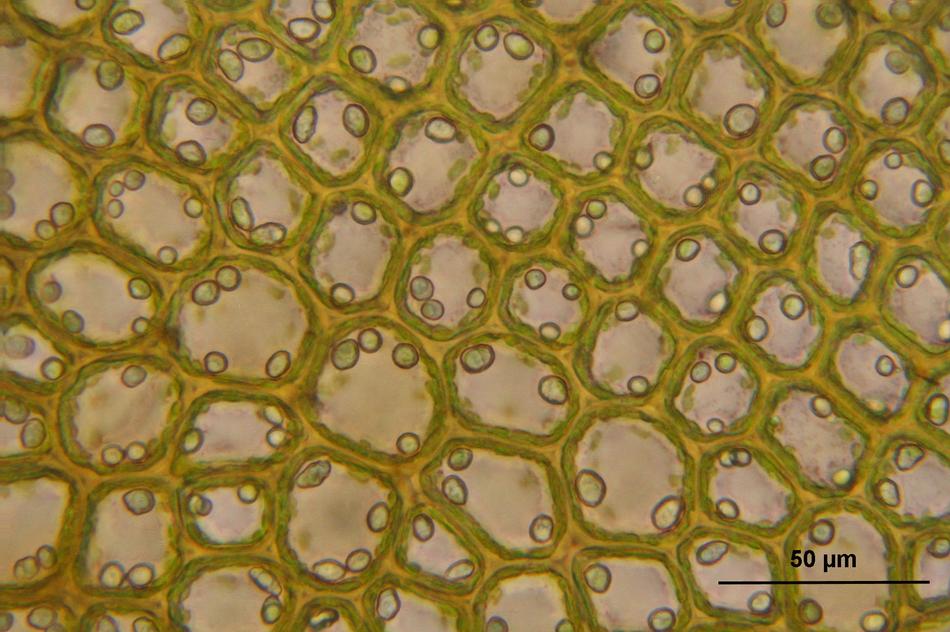 Bazzania Tricrenata
