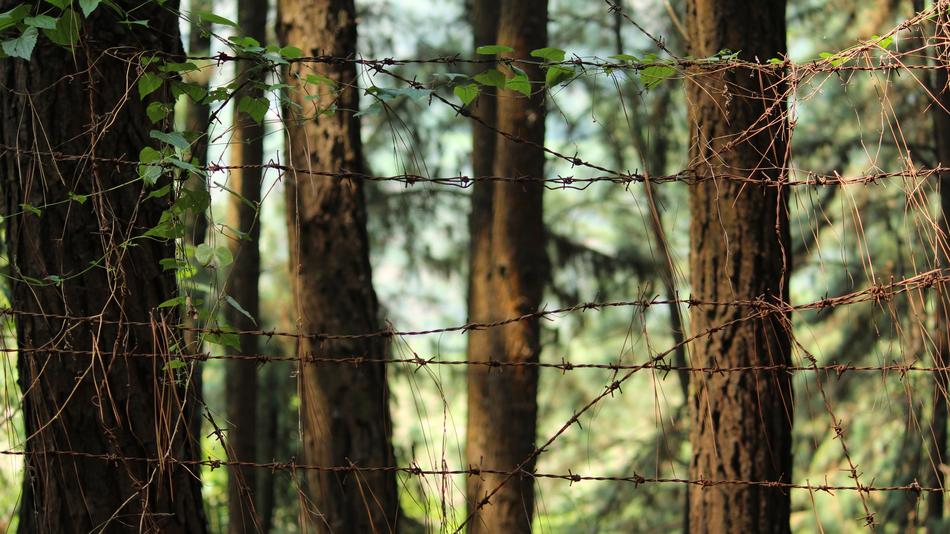 barbed wire in front of trees in idukki, Kerala