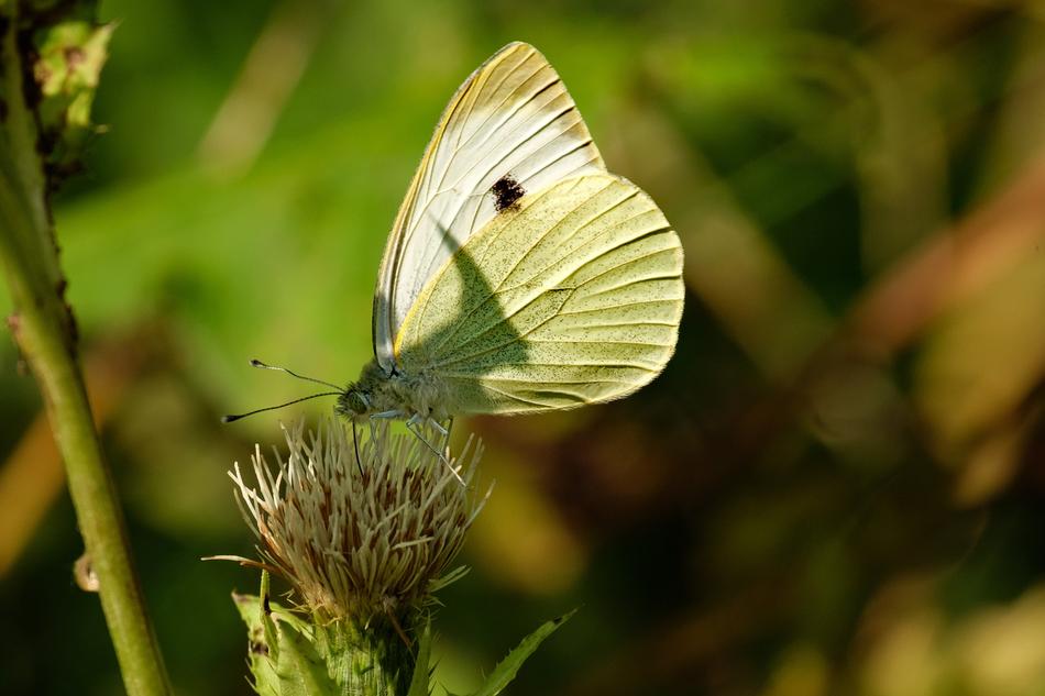 butterfly on a flower in light and shadow close-up