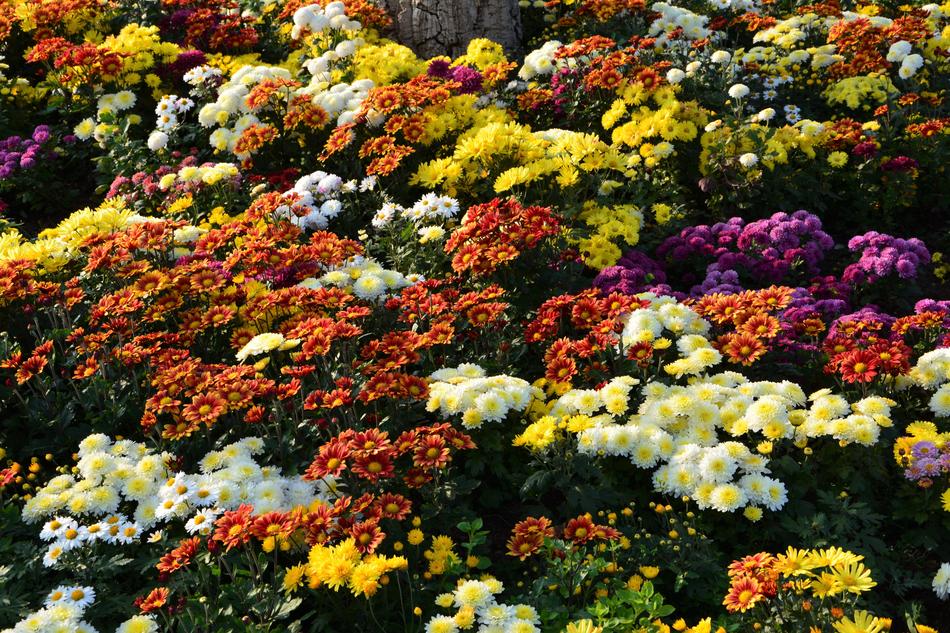 nice Flower Chichewa