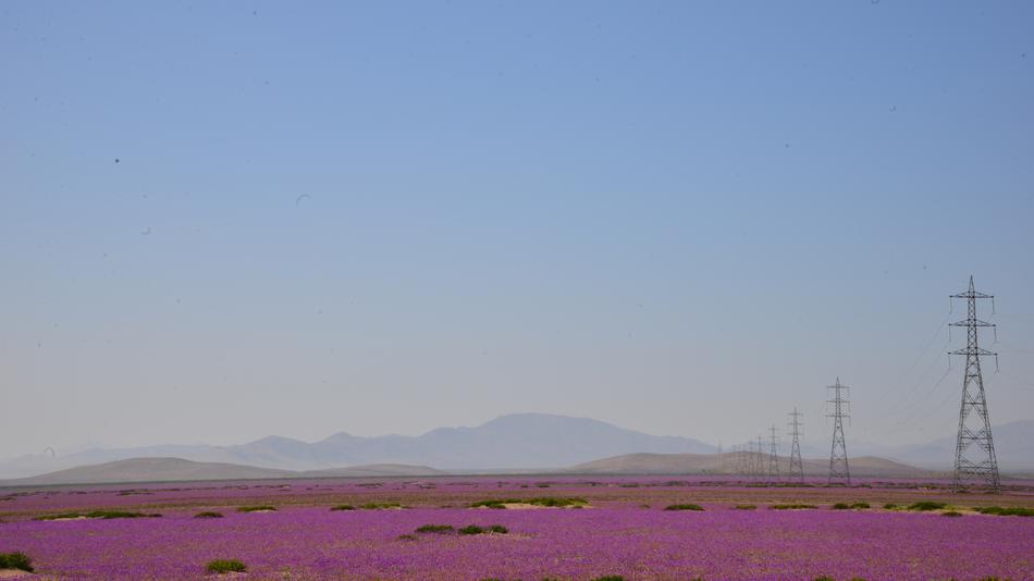 Desert Sky Electrical and violet flowers