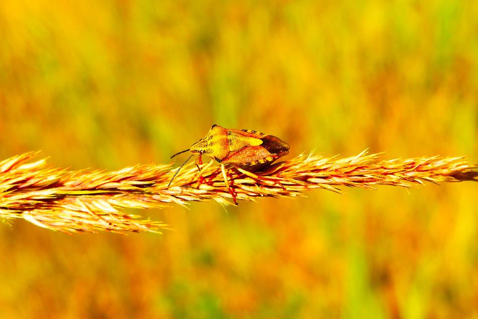 yellow Pluskwiak Insect