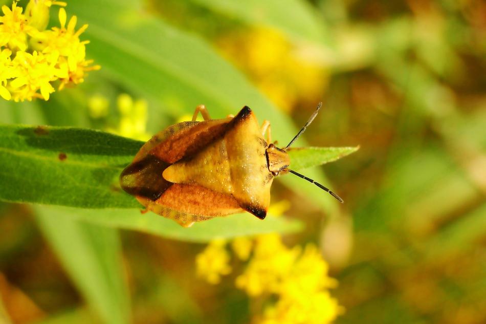 brown shieldbug on leaf