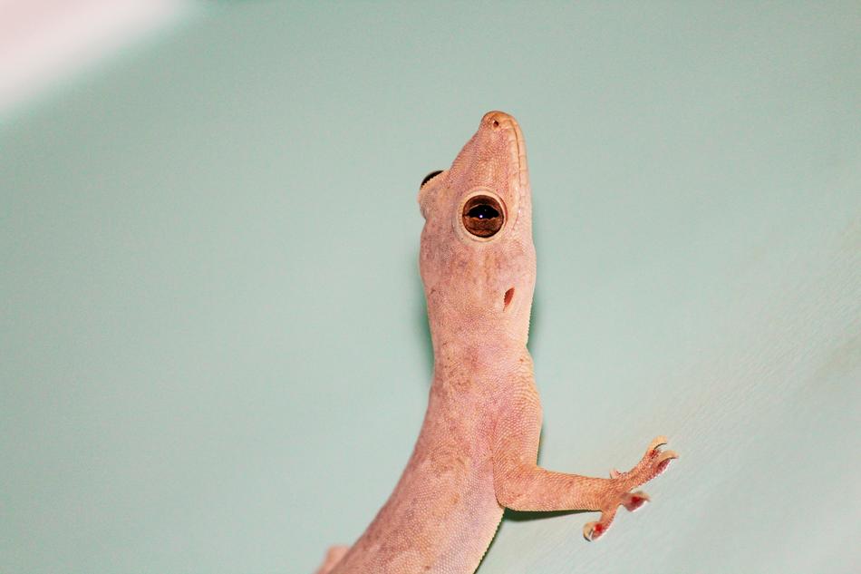 Lizard Raptile pink