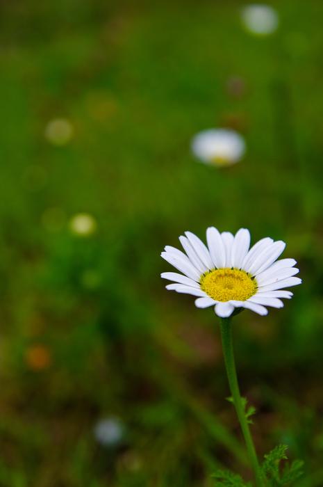white Plant Summer