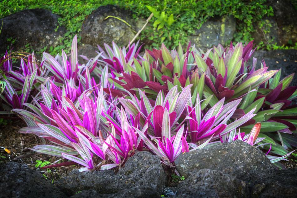 Tropical garden with beautiful and colorful plants in Samoa