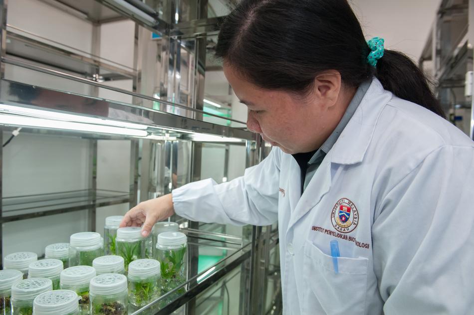 Plant Tissue Culture Plant person