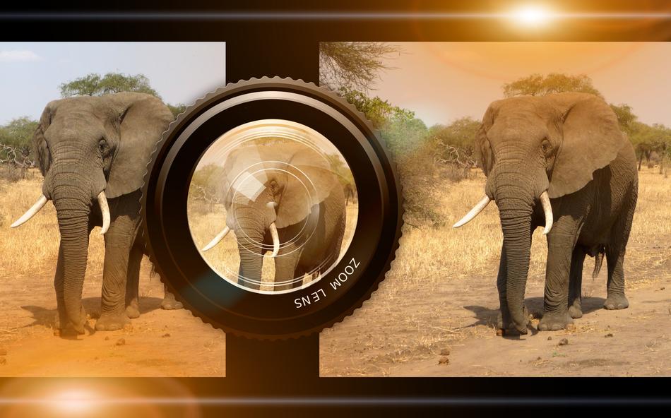 lens camera elephant
