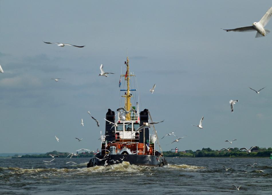 seagulls above the tug on the Elbe