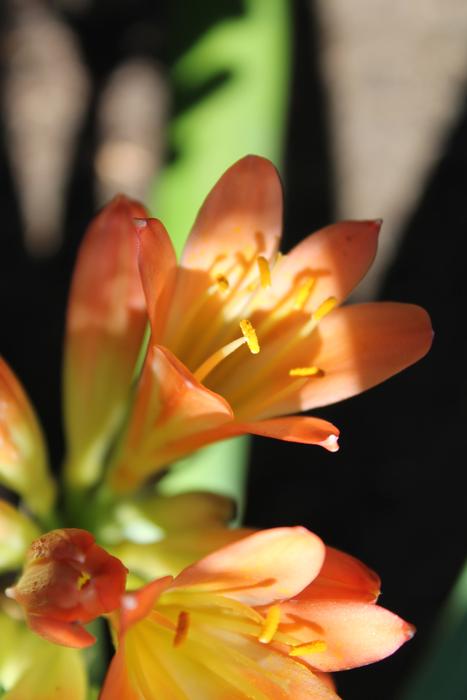 Clivias Flower close-up on blurred background