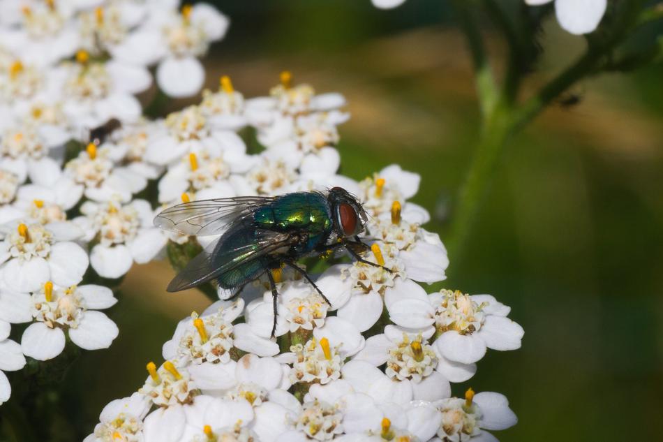 green Fly on tiny white flowers