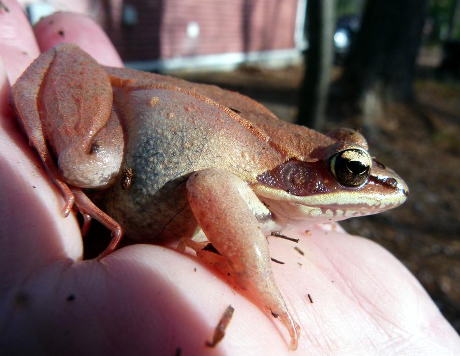 Wood Pink Frog on hand
