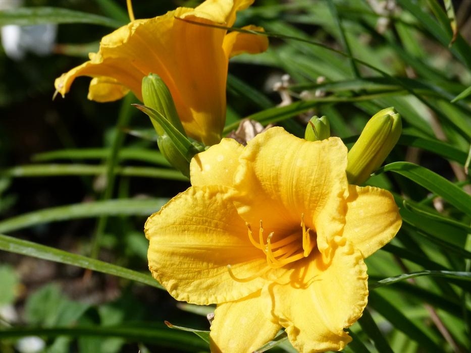 Beautiful, blooming, yellow lily flowers, among the grass, in light