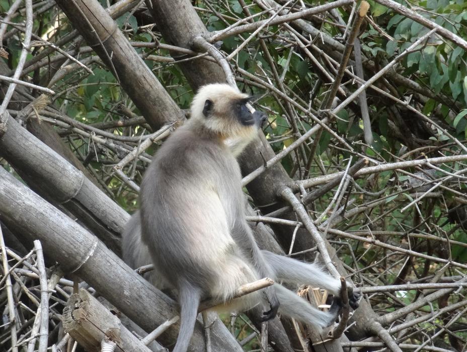Monkey in Zoo Habitat