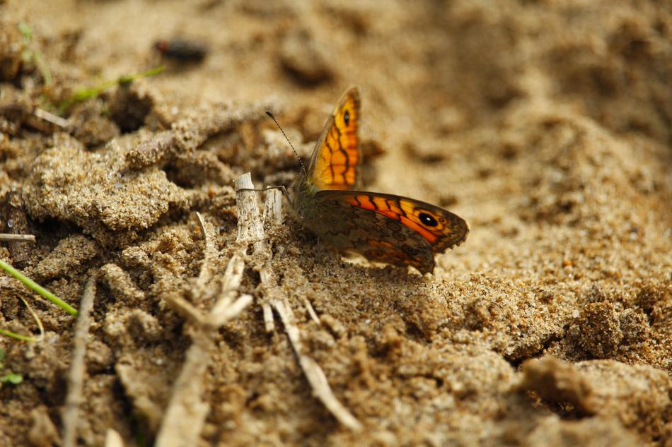 monarch butterfly on wet sand