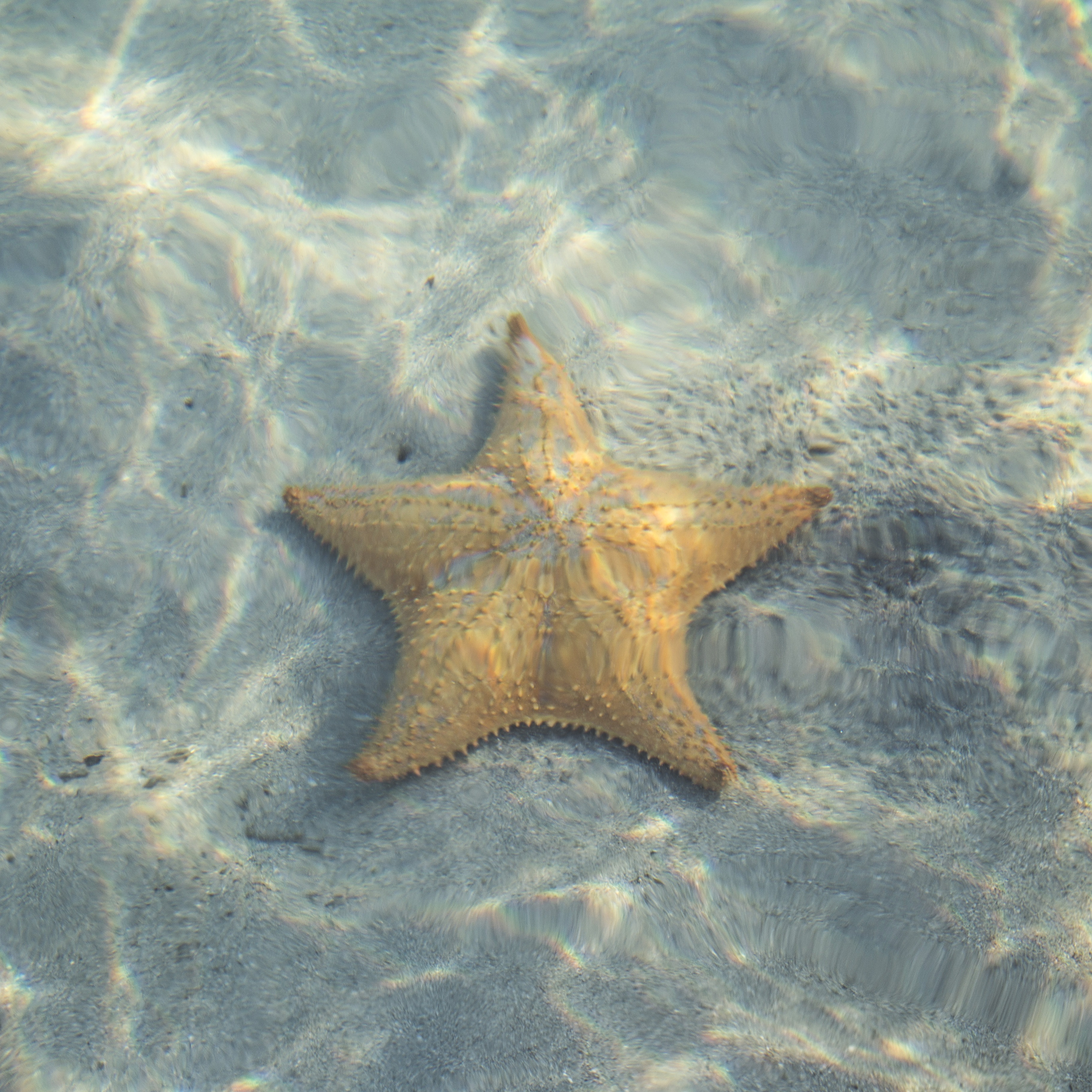 Морская звезда океан. Пятиконечная морская звезда. Рыба морская звезда. Морская звезда в океане. Морская звезда под водой.