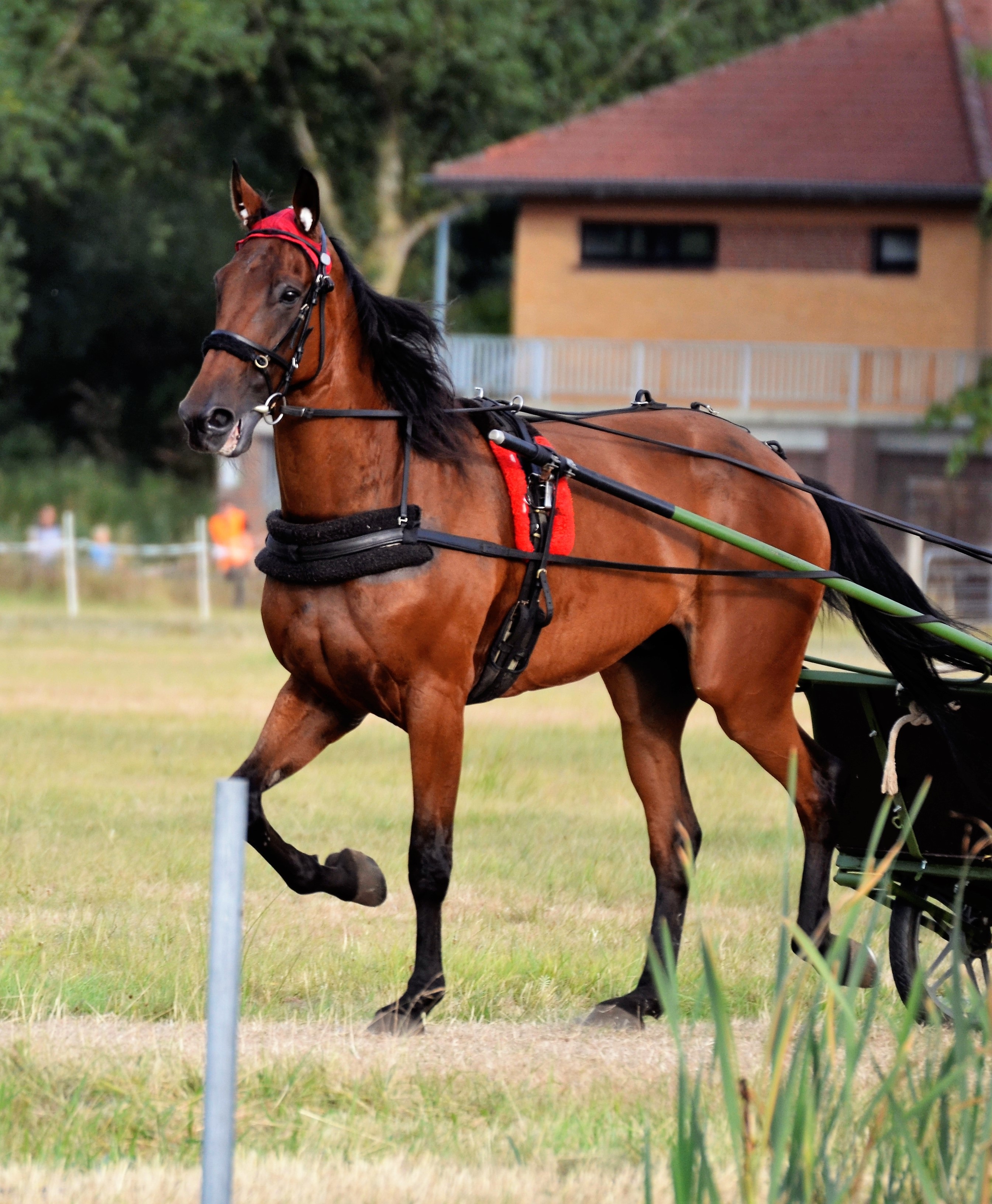 Traber Racing free image download
