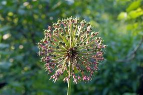 macro photo of blooming garlic