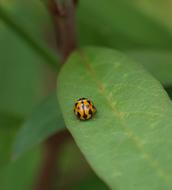 Ladybug Bug Insect green leaf