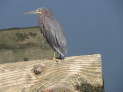 Close-up of the beautiful and cute green heron, on the wood, at blue sky on background, in South Carolina, USA