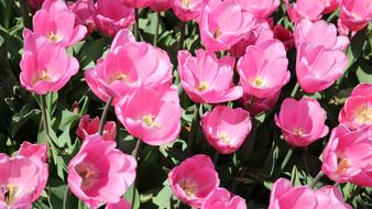 open pink tulips on flowerbed