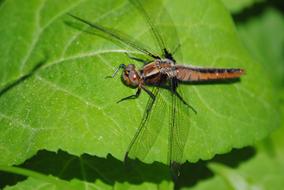 dragonfly on a bright green leaf, close-up