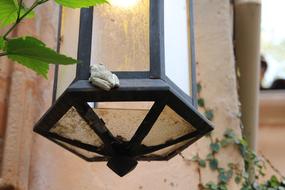 Close-up of the cute frog, on the beautiful, black lamp, with the light, near the building, with the green plants