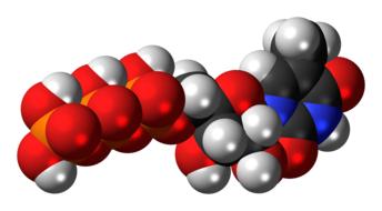 methyluridine triphosphate atomic model