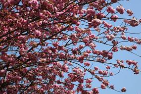 Branches of cherry Tree at Blue Sky