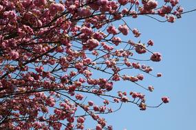 blossoming branches of cherry on a background of blue sky