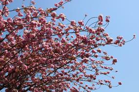 Close-up of the beautiful, blossoming pink flowers on the cherry tree branches, at blue sky on background